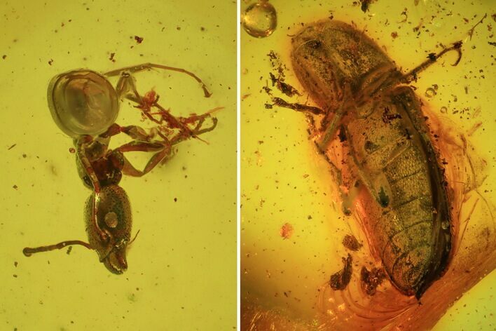 Fossil Beetle, Ant & Spider In Baltic Amber #45179